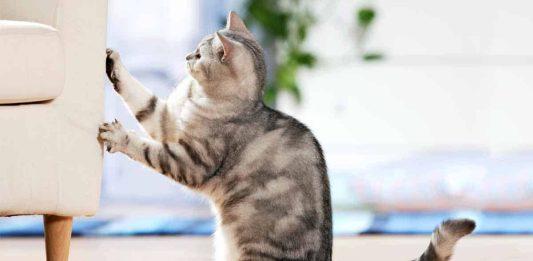 Mèo cào đồ vật do thói quen (Ảnh: Internet)