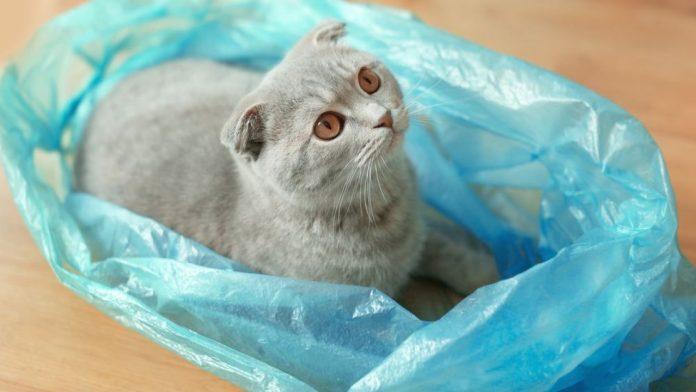 Mèo thích chơi với túi nilon (Ảnh: Internet)