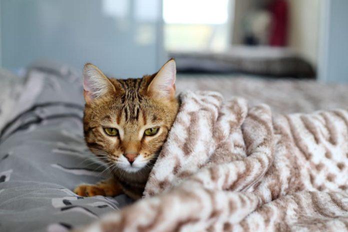 Mèo sẽ tìm nơi ấm áp khi trời lạnh (Ảnh: Internet)
