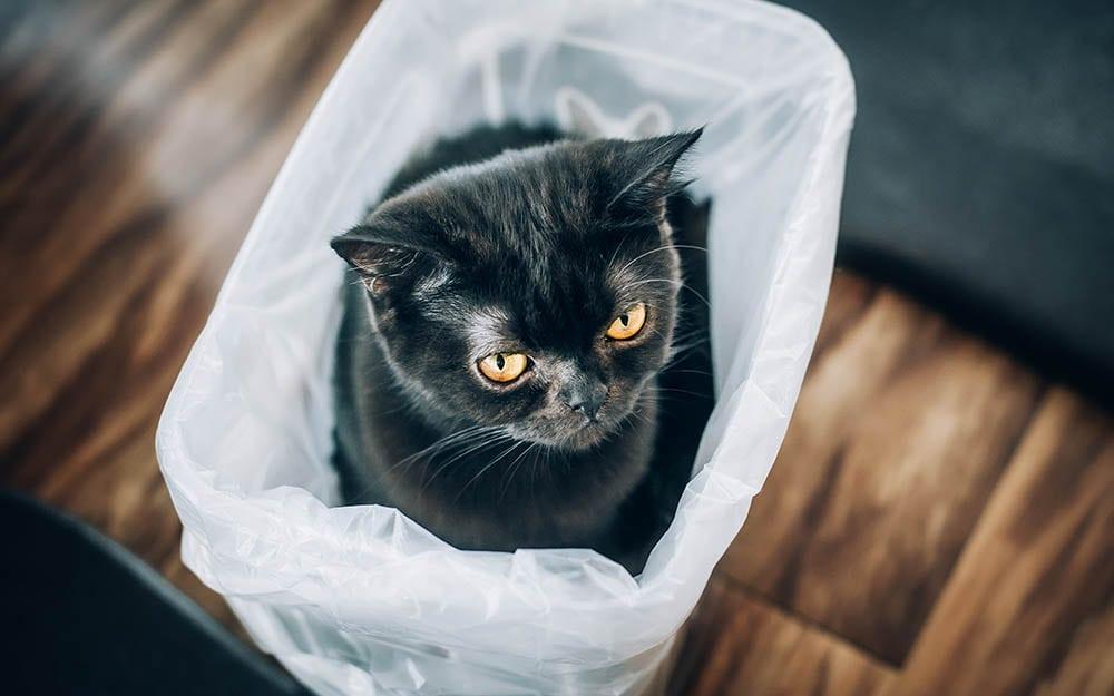 Mèo ngồi trên túi nilon (Ảnh: Internet)