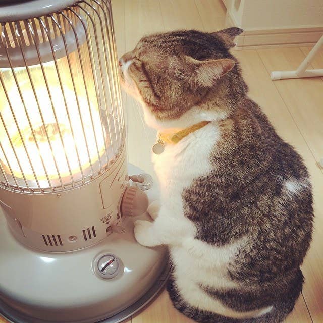 Máy sưởi giữ ấm cho mèo (Ảnh: Internet)