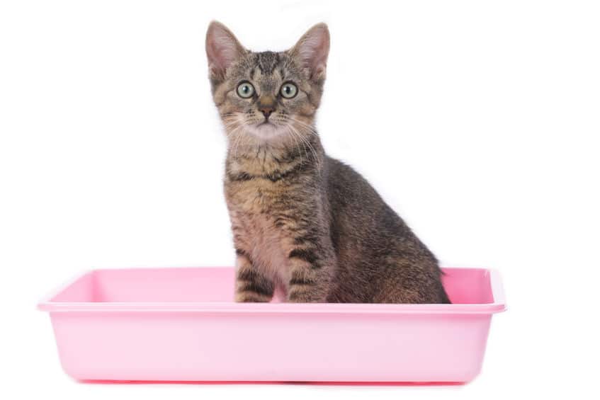 Hộp cát vệ sinh cho mèo (Ảnh: Internet)