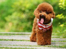 Chó Poodle thích vận động