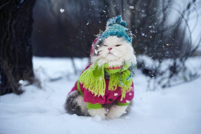 Nhiệt độ quá lạnh không tốt cho mèo (Ảnh: Internet)