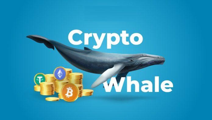 Cá voi tiền điện tử (Ảnh: Internet)