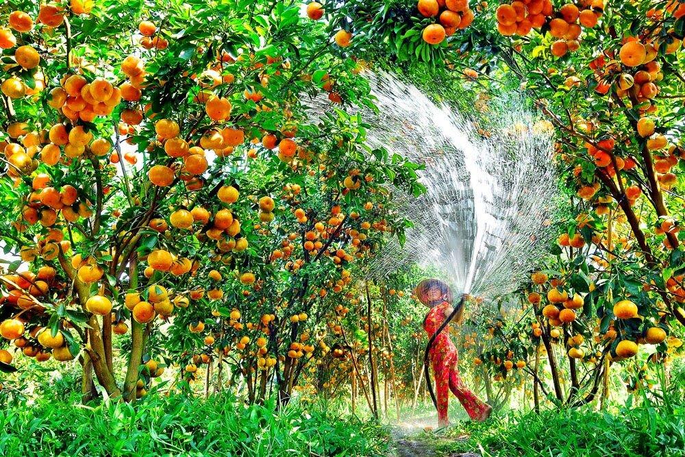 Vườn trái cây trĩu quả tại Cồn Sơn. Ảnh: internet