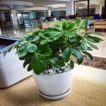 Phong thủy câu ngũ gia bì, sức sống mạnh, chịu nhiệt tốt, có nhiều giá trị phong thủy (ảnh: Internet)