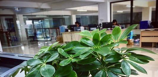 Phong thủy câu ngũ gia bì, sức sống mạnh, chịu nhiệt tốt, có nhiều giá trị phong thủy (ảnh: Internet)