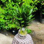 Cây phát tài búp sen – Nguồn năng lượng tốt cho phong thủy nhà cửa Cây phát tài búp sen - dòng nguồn năng lượng tốt cho phong thủy nhà cửa (ảnh: Internet)