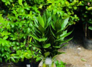 Cây phát tài búp sen – Nguồn năng lượng tốt cho phong thủy nhà cửa Cây phát tài búp sen - dòng nguồn năng lượng tốt cho phong thủy nhà cửa (ảnh: Internet)