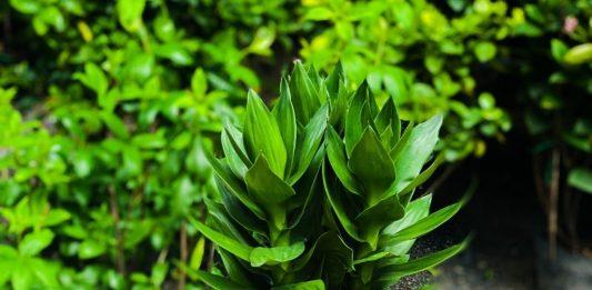 Cây phát tài búp sen – Nguồn năng lượng tốt cho phong thủy nhà cửa Cây phát tài búp sen - dòng nguồn năng lượng tốt cho phong thủy nhà cửa (ảnh: Internet)