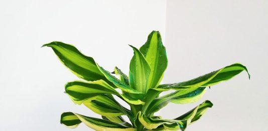 Cây thiết mộc lan trong phong thủy: sức mạnh tinh hoa và sự hài hòa cho ngôi nhà (Ảnh: Internet)