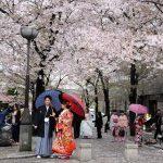 Lễ hội hoa anh đào (Nguồn: Internet)