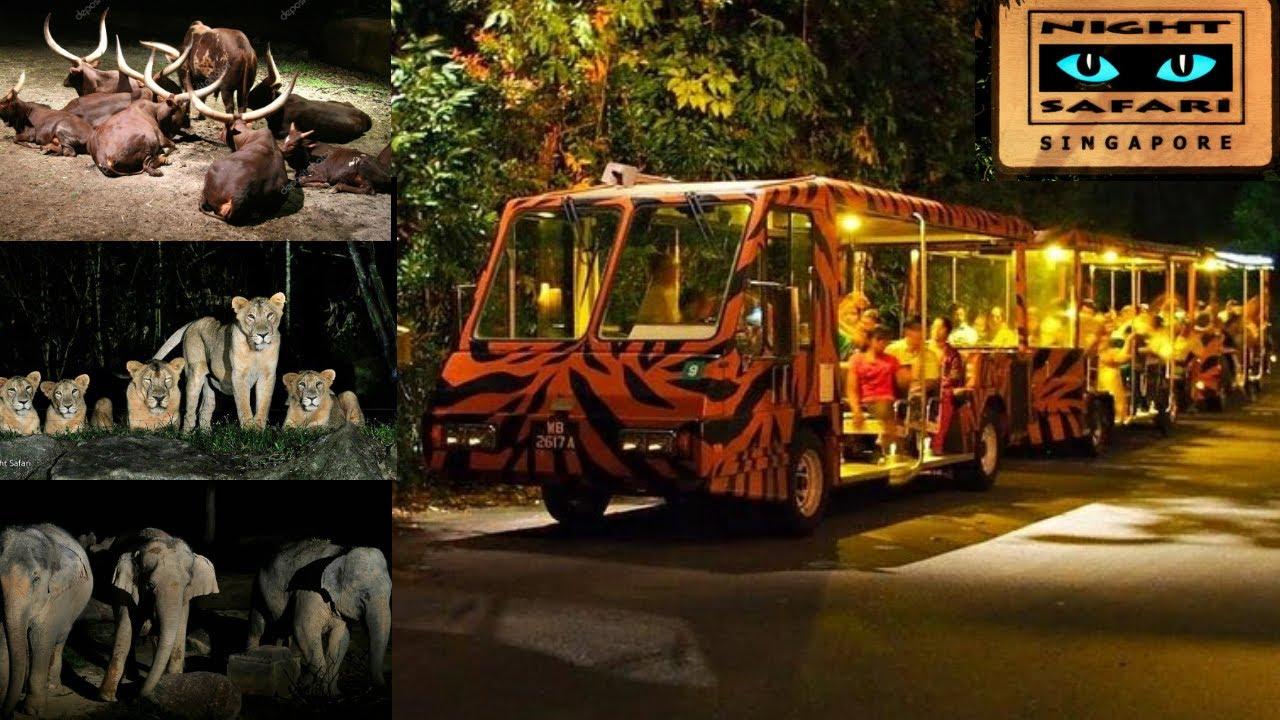 Night Safari, hứa hẹn đem đến cho bạn nhiều trải nghiệm thú vị (ảnh: Internet)