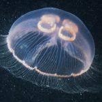 10 loài động vật có “siêu năng lực” có thể khiến Marvels phải xấu hổ Siêu năng lực của các loài động vật này cực kì đáng gờm (Ảnh: Internet)