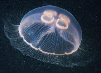 10 loài động vật có “siêu năng lực” có thể khiến Marvels phải xấu hổ Siêu năng lực của các loài động vật này cực kì đáng gờm (Ảnh: Internet)