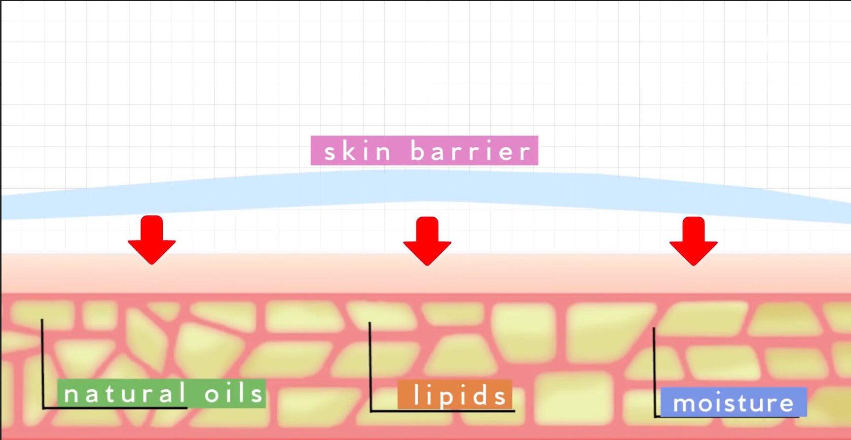 Skin barrier chính là bề mặt da quan trọng chống lại nhiều yếu tố bên ngoài chính vì vậy nên cần sử dụng toner để làm sạch, thoáng được lớp da này. (Ảnh: Internet)