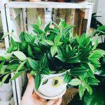 Phong thủy cây bình an – đại diện cho lời cầu tài, cầu phúc và bảo vệ gia đình khỏi xui xẻo Phong thủy cây bình an, đại diện cho lời cầu tài, cầu phúc và bảo vệ gia đình, nhà cửa khỏi xui xẻo (ảnh: Internet)