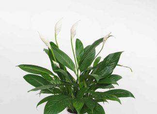 Mẫu cây lan ý phong thủy mang năng lượng tích cực cho ngôi nhà của bạn (ảnh: Internet)