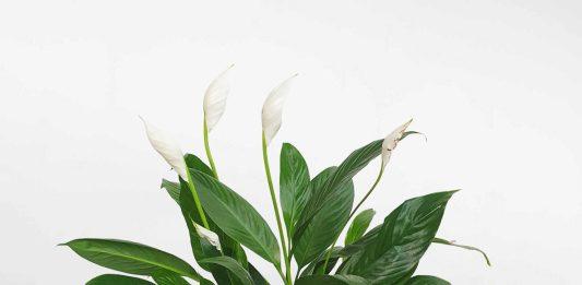 Mẫu cây lan ý phong thủy mang năng lượng tích cực cho ngôi nhà của bạn (ảnh: Internet)