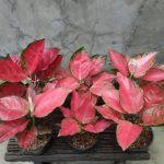 Phong thủy cây vạn lộc: Mang lại may mắn, tích cực cho gia chủ Phong thủy cây vạn lộc: mang lại may mắn, tích cực cho gia chủ (ảnh: Internet)