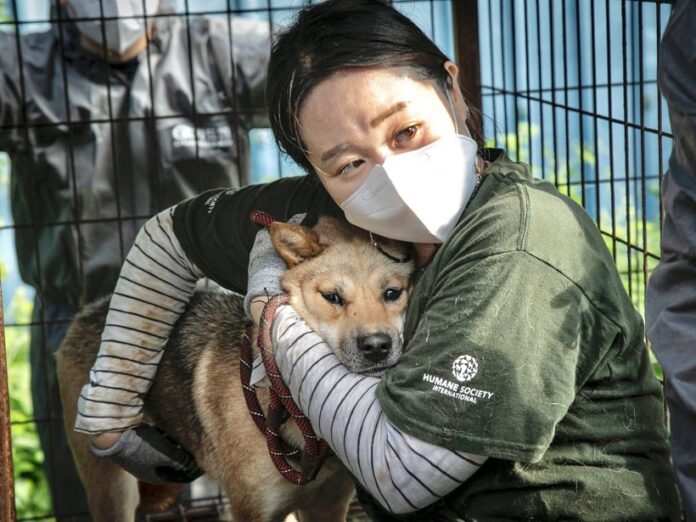 Hầu hết người Hàn Quốc đồng ý với luật cấm thịt chó (Ảnh: Internet)