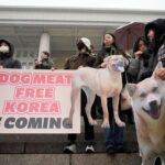 Người Hàn Quốc có truyền thống ăn thịt chó từ lâu đời (Ảnh: Internet)