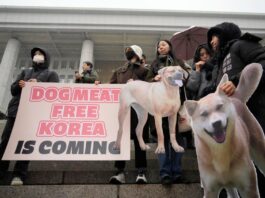 Người Hàn Quốc có truyền thống ăn thịt chó từ lâu đời (Ảnh: Internet)