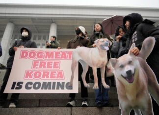 Người Hàn Quốc có truyền thống ăn thịt chó từ lâu đời (Ảnh: Internet)