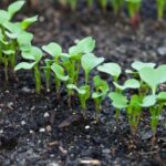 Thực phẩm biến đổi gen gây tranh cãi vì cả mặt tốt lẫn mặt xấu (Ảnh: Internet)