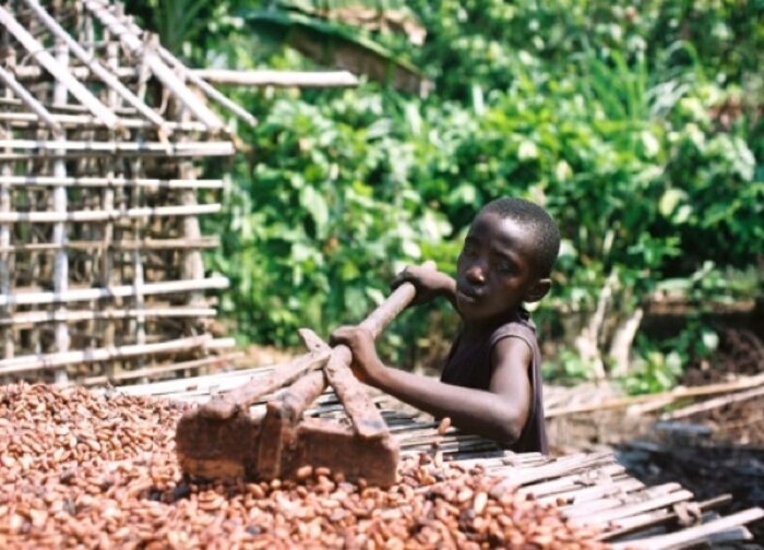 Nông dân trồng sôcôla về cơ bản đều là nô lệ (Ảnh: Internet)
