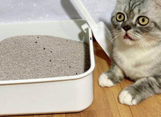 Cát vệ sinh cho mèo (Ảnh: Internet)
