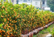 Phong thủy cây quất, tượng trưng cho sự sung túc, ấm no, là loại cây trồng phổ biến bậc nhất tại Việt Nam dịp Tết đến (ảnh: Internet)