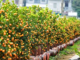 Phong thủy cây quất, tượng trưng cho sự sung túc, ấm no, là loại cây trồng phổ biến bậc nhất tại Việt Nam dịp Tết đến (ảnh: Internet)
