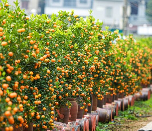 Phong thủy cây quất, tượng trưng cho sự sung túc, ấm no, là loại cây trồng phổ biến bậc nhất tại Việt Nam dịp Tết đến (ảnh: Internet)