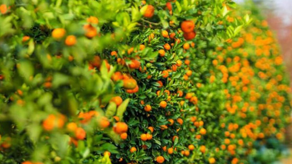 Phong thủy cây quất, tượng trưng cho sự sung túc, ấm no, là loại cây trồng phổ biến bậc nhất tại Việt Nam dịp Tết đến (ảnh: Internet)