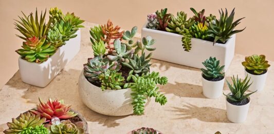 Phong thủy cây sen đá (hoa đá) tượng trưng tình yêu vĩnh cửu, mang lại may mắn tài lộc cho gia chủ (ảnh: Internet)