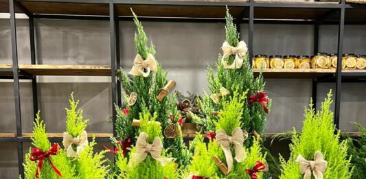 Phong thủy cây tùng thơm, mùi hương dễ chịu, làm cho tinh thần thoải mái, xua đuổi con trùng (ảnh: Internet)