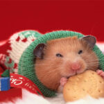 10 sự thật kì lạ về chuột – loài gặm nhấm mà gần như ai cũng sợ