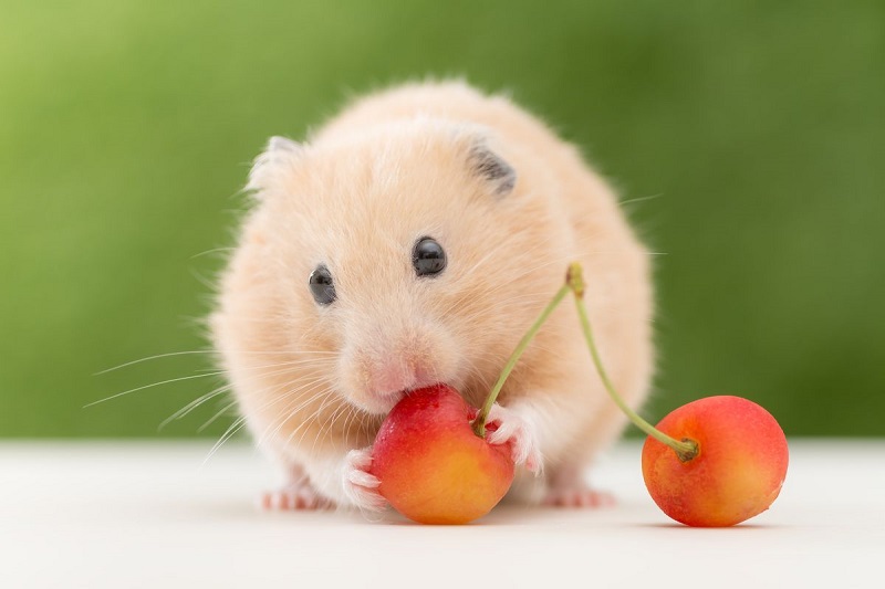 Hamster hẳn là họ hàng duy nhất trong loài chuột được yêu thích (Ảnh: Internet)