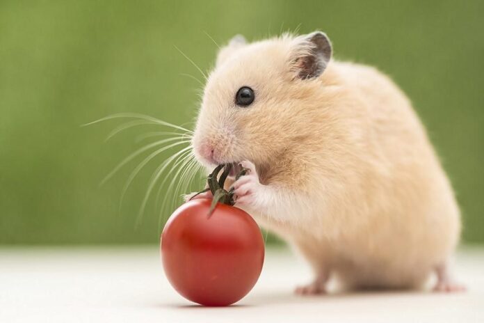 Hamster hẳn là họ hàng duy nhất trong loài chuột được yêu thích (Ảnh: Internet)