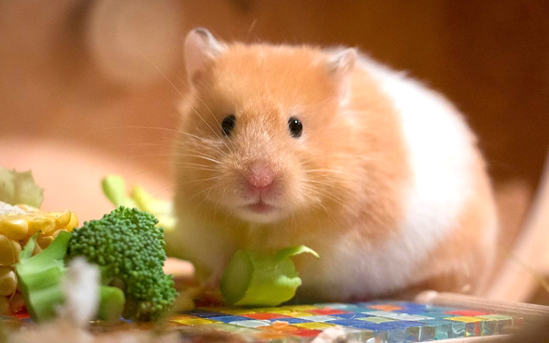 Hamster hẳn là họ hàng duy nhất trong loài chuột được yêu thích (Ảnh: Internet)