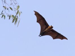 Dơi bay vào nhà có sao không? Con dơi vào nhà là điềm báo gì? (Ảnh: Internet)