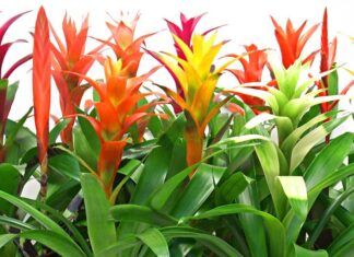 Phong thủy cây dứa cảnh nến, mang nhiều ý nghĩa trường thọ, xua đi điềm xấu giúp gia chủ (ảnh: Internet)