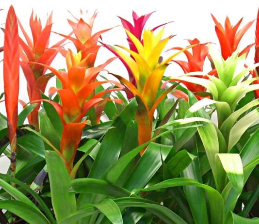 Phong thủy cây dứa cảnh nến, mang nhiều ý nghĩa trường thọ, xua đi điềm xấu giúp gia chủ (ảnh: Internet)