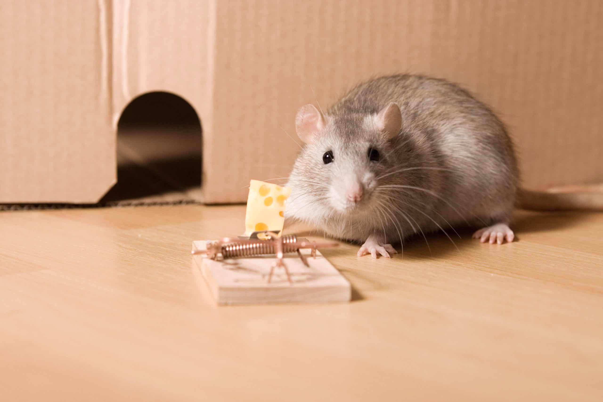 Mơ thấy chuột là điềm báo gì? (Ảnh: Internet)