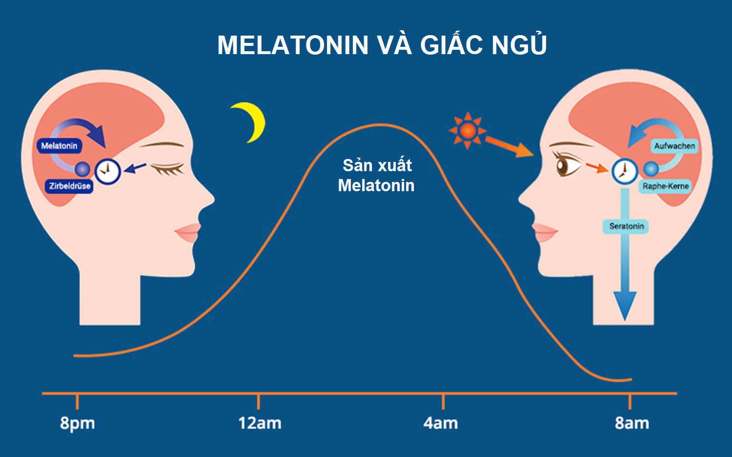 Melatonin và giấc ngủ (Ảnh: Internet)