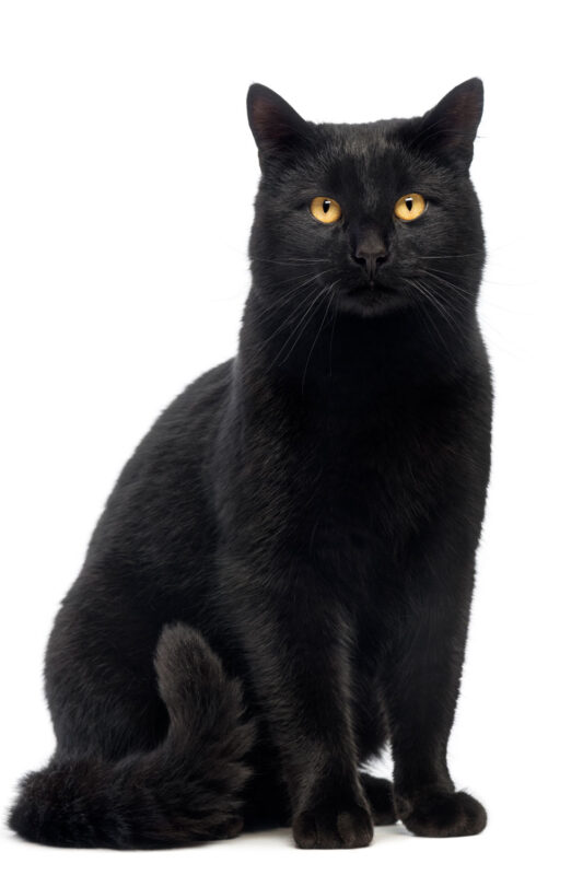 Mèo đen (Ảnh: Internet)