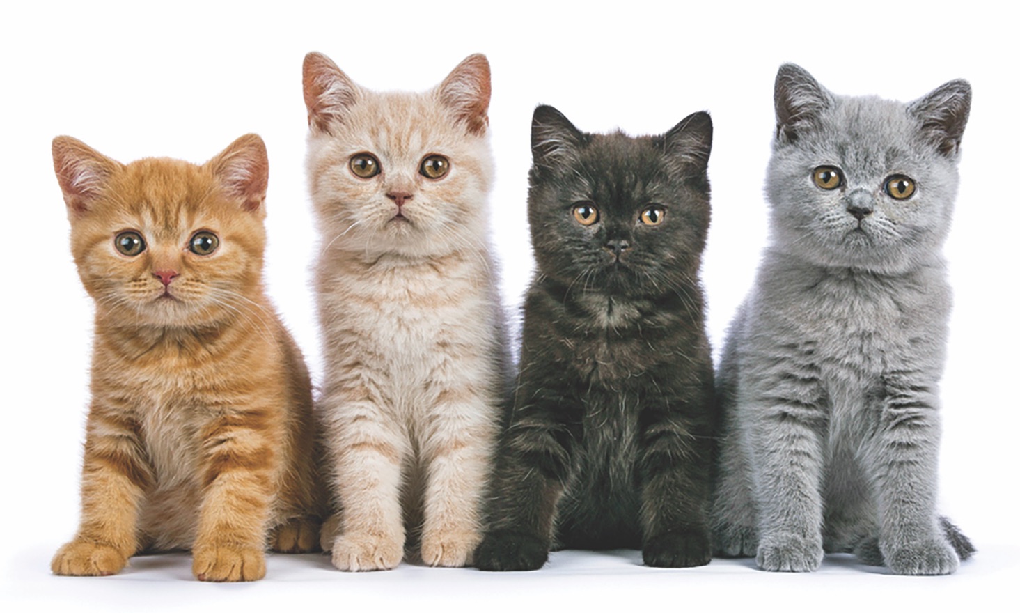 Цвета окраса кошек. Разные кошки. Британская кошка. Котята разных цветов. Разные расцветки кошек.