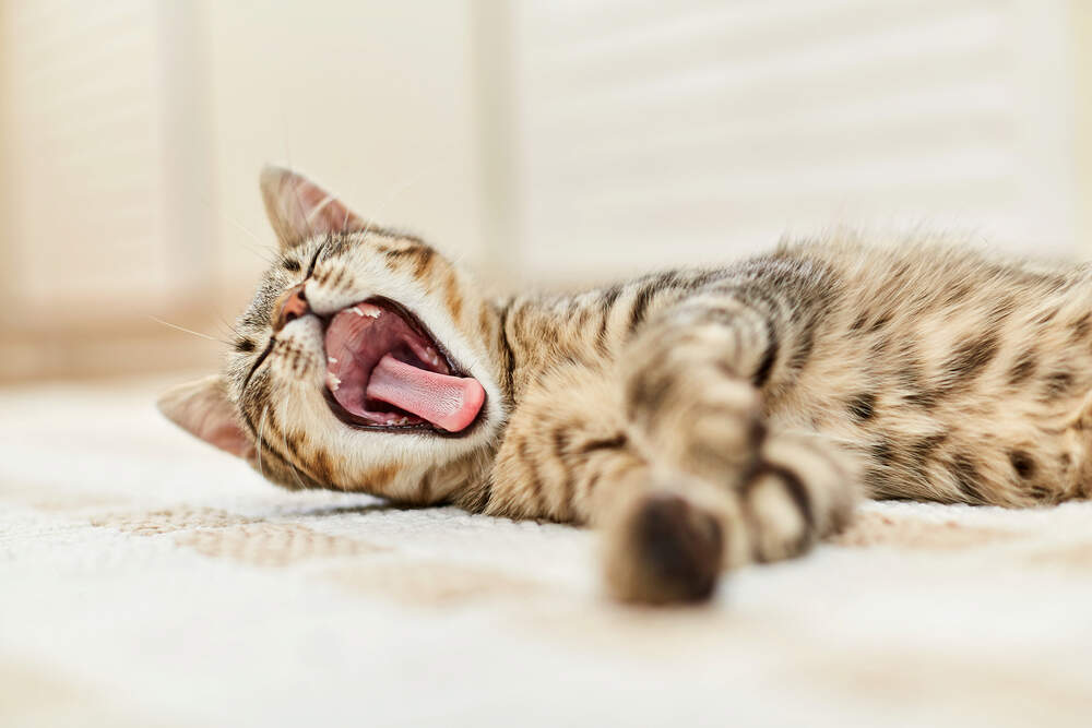Mèo ngáp và vươn vai khi thấy bạn là dấu hiệu chúng rất thích bạn (Ảnh: Internet)